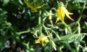 Flowers of tomato plant