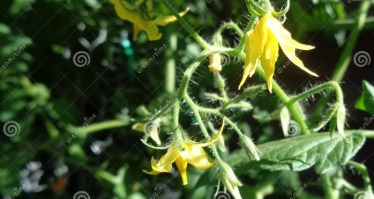 Flowers of tomato plant