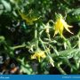 Flowers of tomato plant