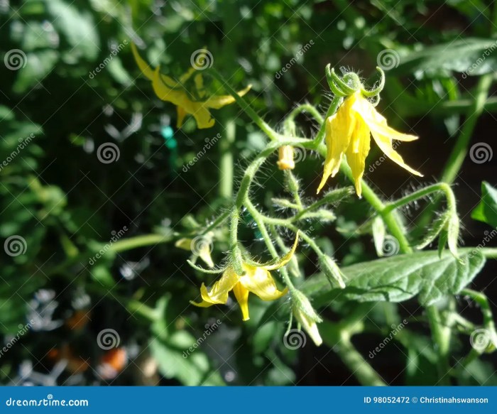 Flowers of tomato plant