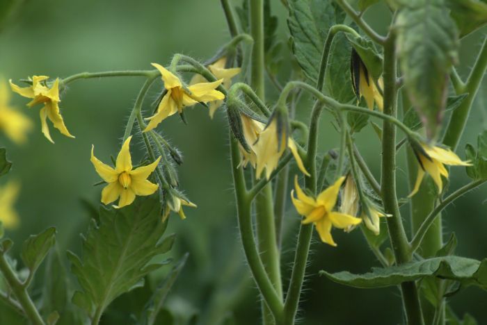 Flowers of tomato plant